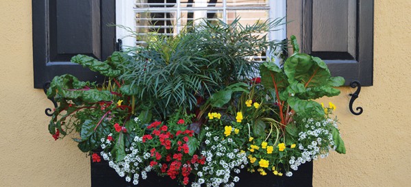 There are no rules stating window boxes need be reserved only for publicly-viewed locations in the landscape. 