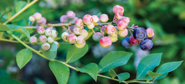 A kitchen garden can be as simple as a collection of pots or as detailed as a formal knot garden, and can easily accommodate any design style. Add structure to cottage gardens with shrubby fruits like Takes the Cake™ Rabbiteye Blueberry and ‘Osage’ Thornless Blackberry