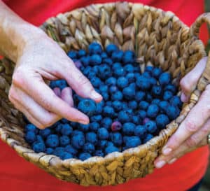 Woman holding basket of blueberries