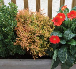 Fire Chief Arborvitae paired with Boxwood and Gerbera Daisy in a cement container
