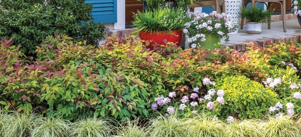 The flowing, deep-cut foliage of Blush Pink™ Nandina fully frames the porch in this design, creating a gentle transition from hardscape and landscape. 
