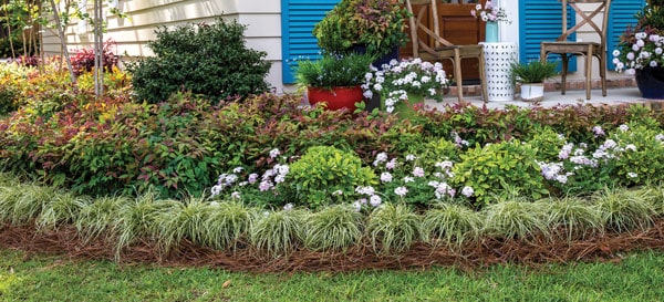 Beautiful front yard landscape framed with Southern Living plants