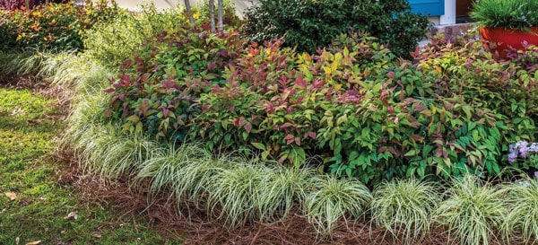This garden has a secondary frame, with the soft foliage of ‘Everoro’ EverColor® Carex edging the entire bed. 