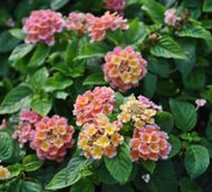 Peach Glow Little Lucky Lantana with light pink blooms and dark green foliage