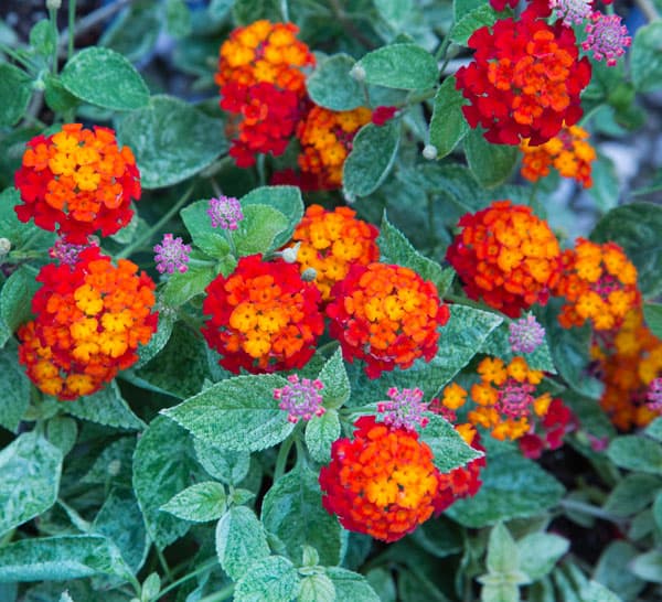Cosmic Firestorm Lantana with red, orange, and yellow blossoms