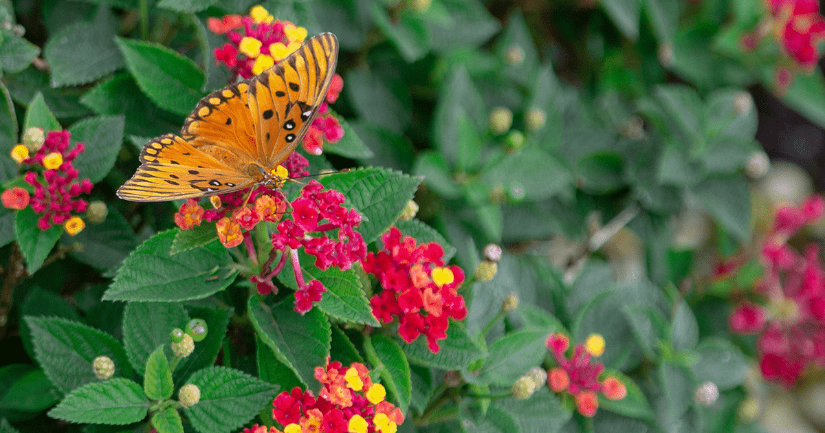 Firestorm Lantana with yellow butterfly perched on blooms