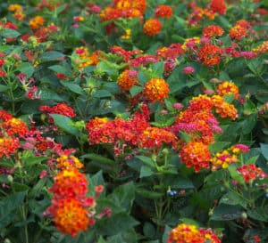 Firestorm Lantana with clusters of red blooms and dark green foliage