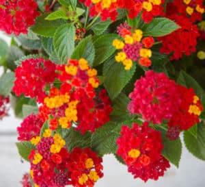 Firestorm Lantana with clusters of red blooms and dark green foliage