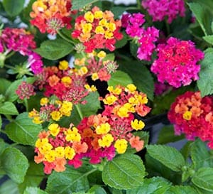 Hot Pink Little Lucky Lantana with bright pink blooms and dark green foliage