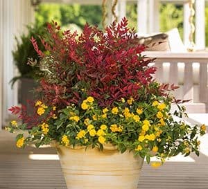 A heat and humidity lover, with brightly colored blossoms which last through the summer and into fall