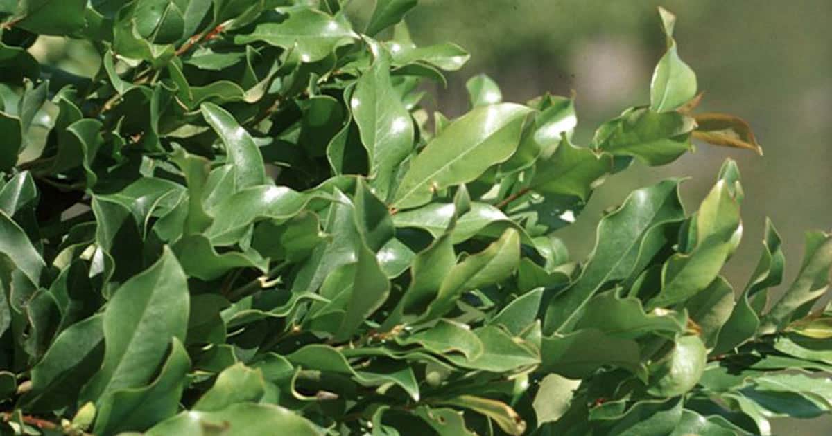 Curly, satin-y medium green leaves of Pride of Provence Bay Laurel