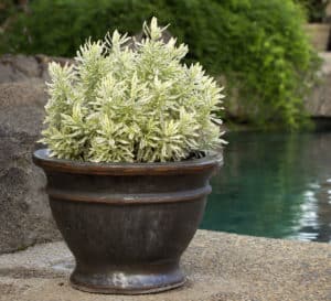Lovely Meerlo Lavender in a small glazed pot sits poolside