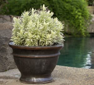 Lovely Meerlo Lavender in a small glazed pot sits poolside