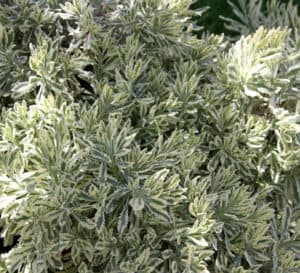 Close up of Meerlo Lavender with variegated foliage