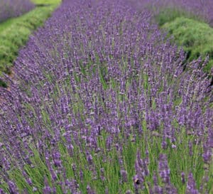 Phenomenal Lavender with blue-purple flowers and silvery-green foliage.