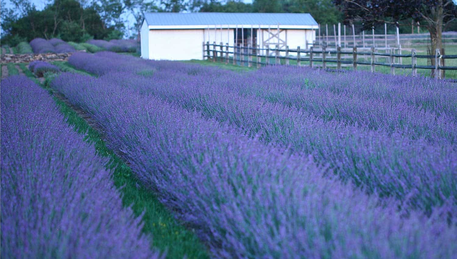 Rows of Phenomenol Lavender plants topped with purple spikes of flowers with a barn in the background
