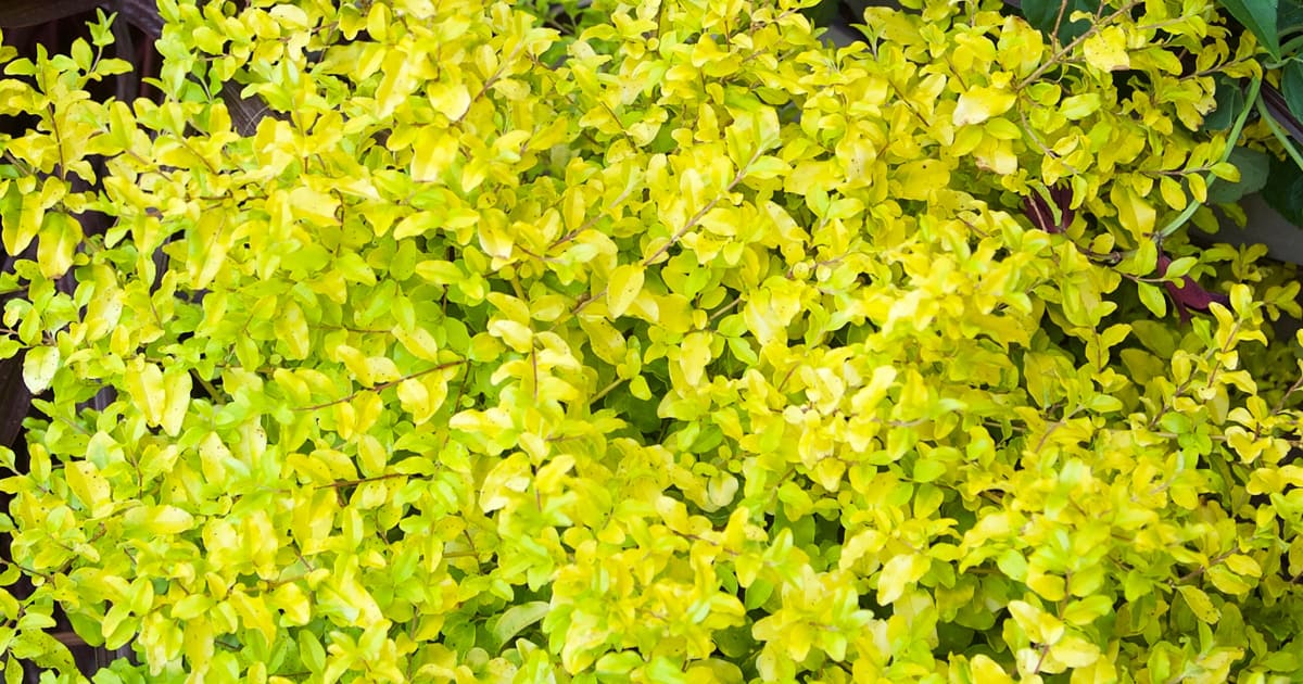 Close up of Sunshine Ligustrum with bright yellow foliage