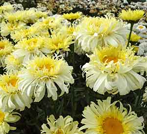 Abundant Real Charmer Leucanthemum with pale yellow ruffled petals with a large gold center