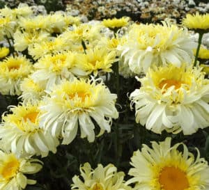 Abundant Real Charmer Leucanthemum with pale yellow ruffled petals with a large gold center