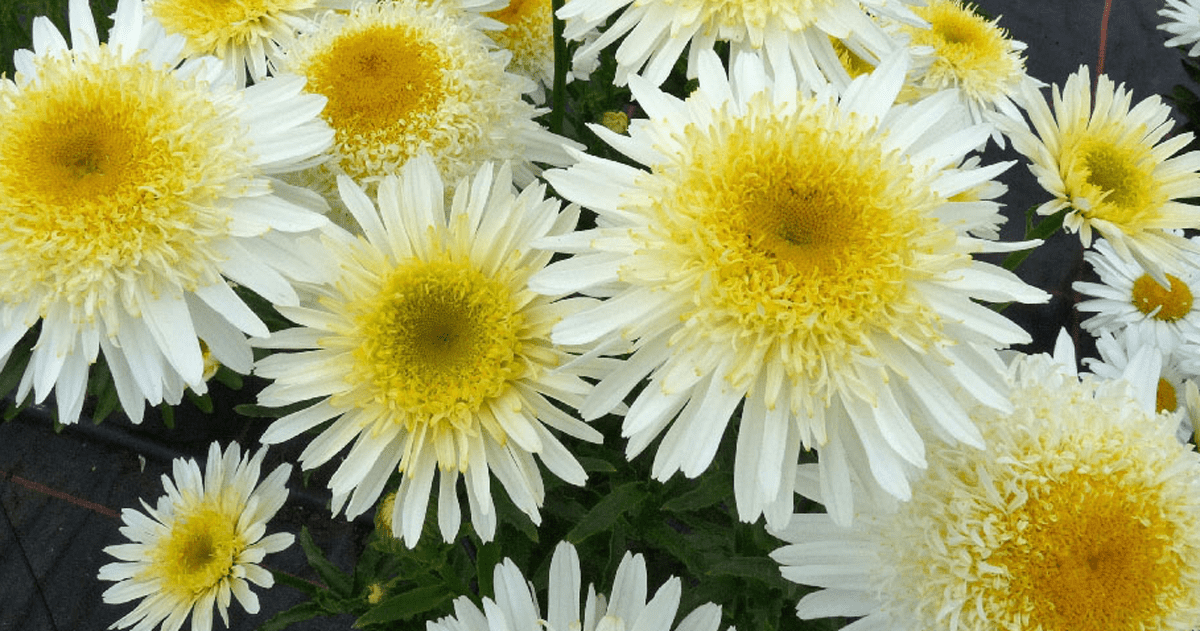 White and yellow blooms of Real Glory Shasta Daisy