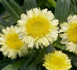 Delicate, pale yellow ruffled petals surround a large golden center of Real Charmer Leucanthemum