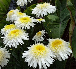 Real Glory Leucanthemum blossoms of white many-layered petals with golden-yellow centers