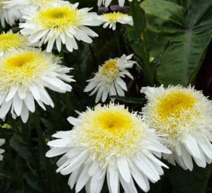Real Glory Leucanthemum blossoms of white many-layered petals with golden-yellow centers