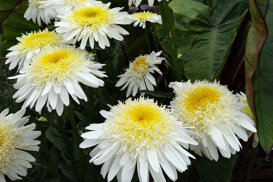 Real Glory Leucanthemum from Southern Living