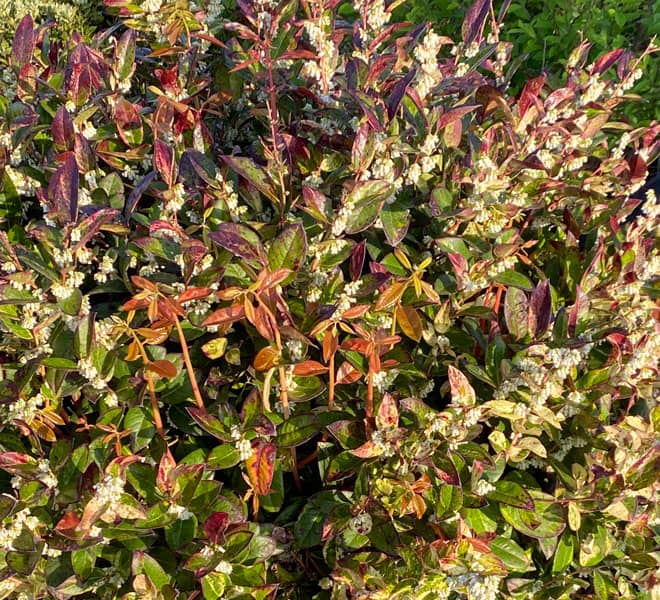 bohemian beauty leucothoe dwarf evergreen with pink green and white variations, tri color foliage with small white bell shaped blooms