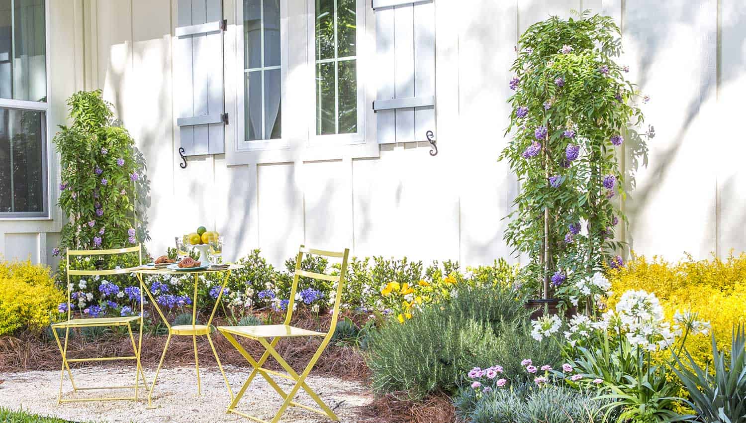 A purple and gold side garden against a white shiplap house is flanked with two Amethyst Falls Wisteria and centered with a yellow metal bistro table and chairs