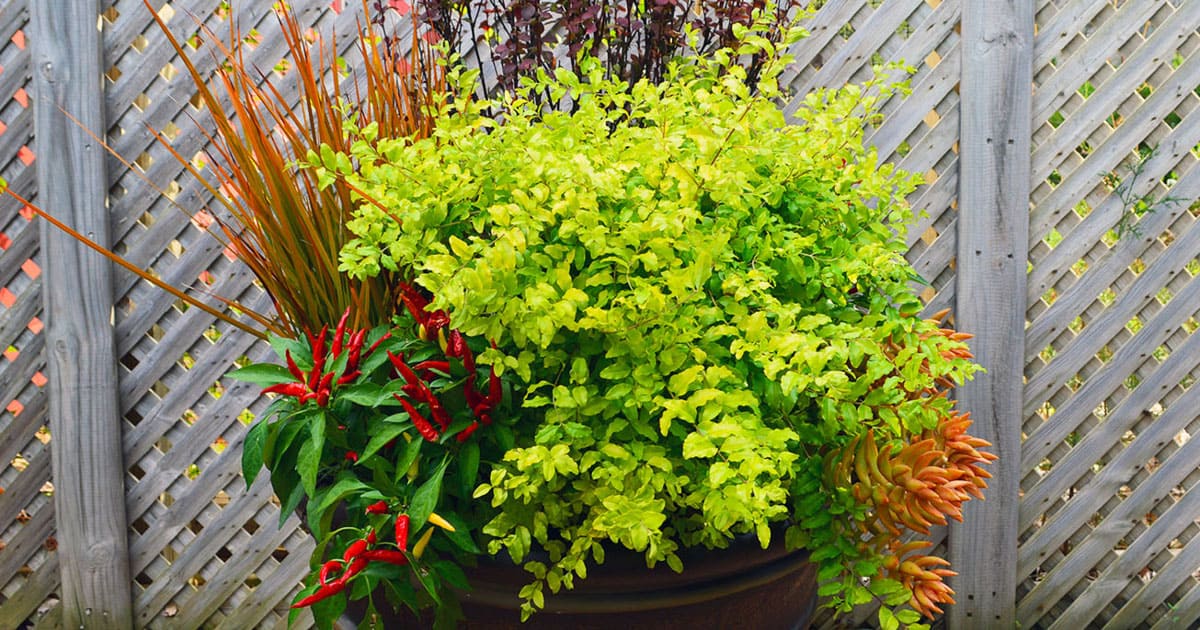 Sunshine Ligustrum in brown container