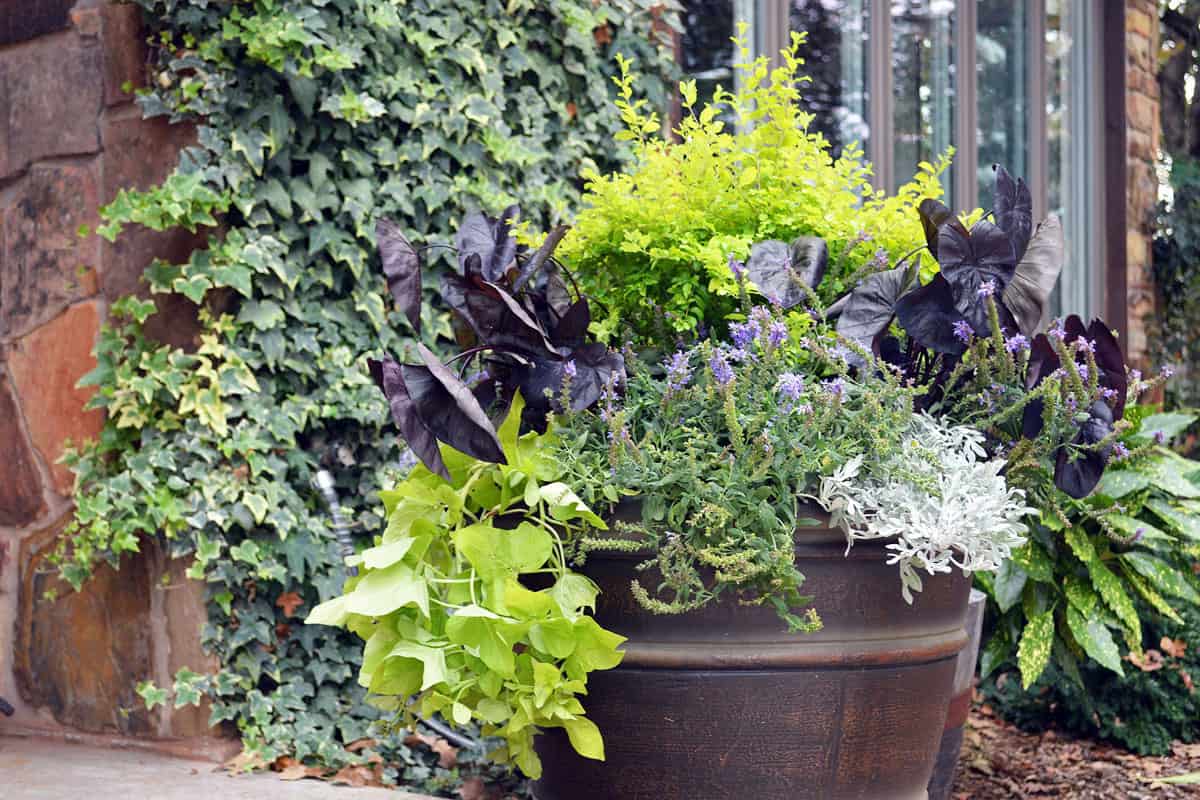 Sunshine Ligustrum in a container with purple and green sweet potato vine (impoea) and Lamb's Ear.