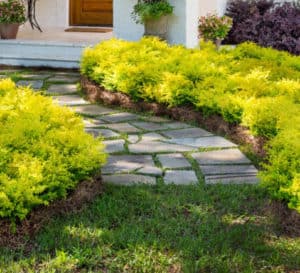 Sunshine Ligustrum in yard landscape with bright yellow and green foliage.
