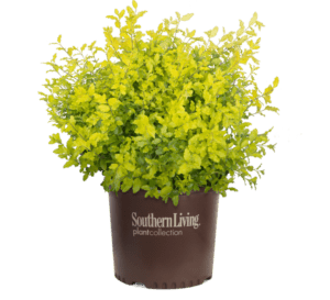 Sunshine Ligustrum in Southern Living Plant Collection brown container