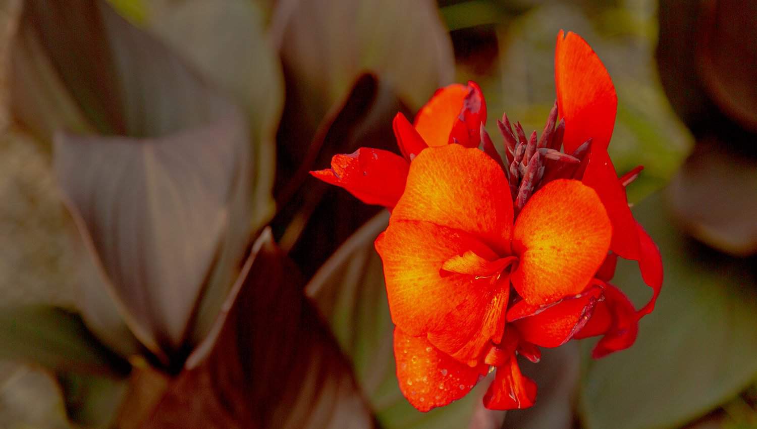 Bright orange-red blossoms above bronze-red leaves of Bronze-Scarlet Canna Lily