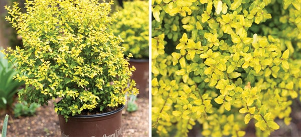 'Sunshine Ligustrum' -Ideal as a hedge in the landscape, Sunshine Ligustrum offers year-round golden foliage that flourishes in full sun. It is beautiful when pruned and shaped into a golden cone.