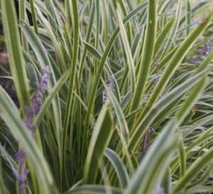 Marc Anthony Liriope, light purple stems with green foliage trimmed in yellow