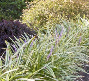 Marc Anthony Liriope, light purple stems with green foliage trimmed in yellow