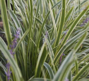 Marc Anthony Liriope, light purple stems with green foliage trimmed in yellow