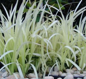 Liriope Pure Blonde grass in flower bed with white rocks