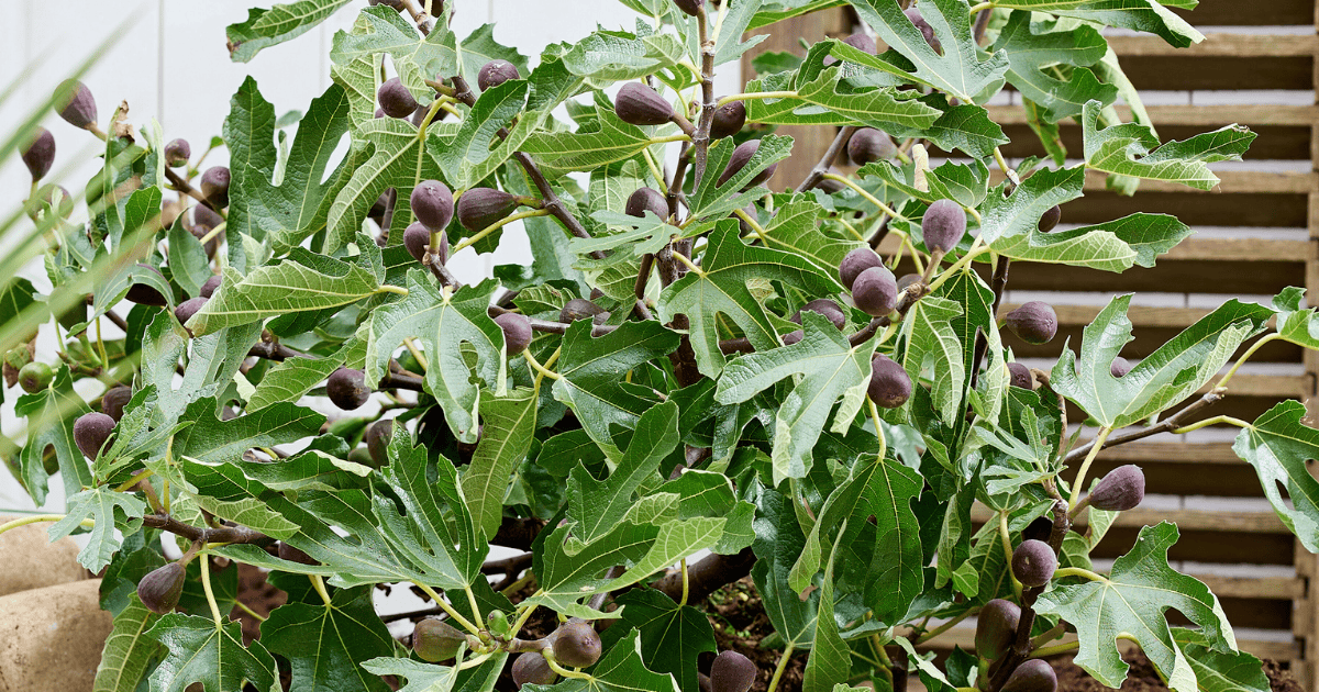 Little Miss Figgy® fig tree with lush green lobed leaves and ripening purple figs, growing in a compact container garden setting