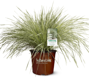 Lomandra Platinum Beauty in Southern Living Plant Collection brown pot