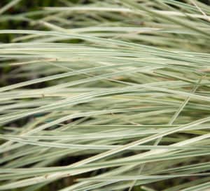 Lomandra Platinum Beauty