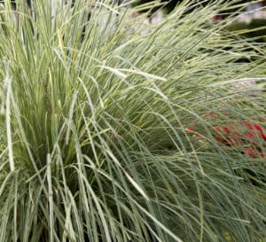 Lomandra Platinum Beauty