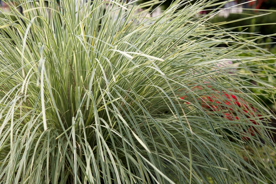 Image of Platinum Beauty Lomandra with Succulents