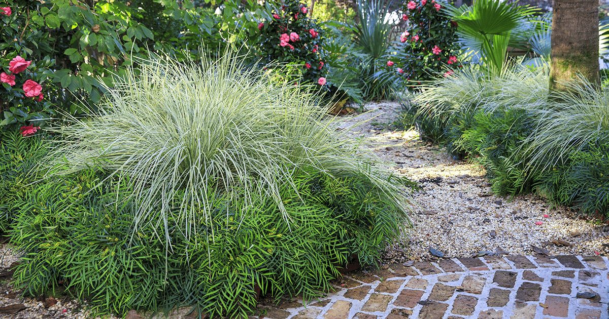 Lomandra Platinum Beauty, Soft Caress Mahonia and Early Wonder Camellia are beautiful together in the landscape.