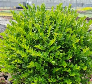 Garden clouds evergreen has bright green glossy small leaves