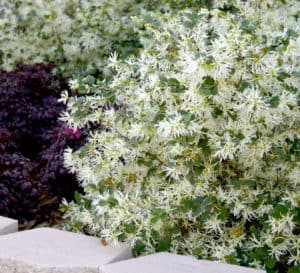 Emerald Snow Loropetalum, white flowers with green leaves