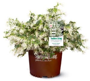 Emerald Snow Loropetalum, white flowers with green leaves in Southern Living Plant Collection brown pot