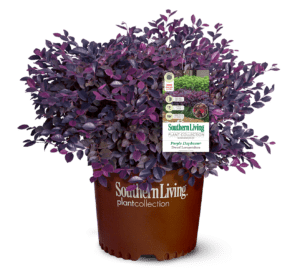 Purple Diamond Loropetalum in Southern Living Plant Collection brown pot